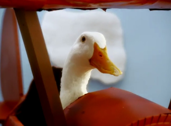 These Guys Used Actual Ducks To Recreate A Disney Classic. Nooo, Too Cute!