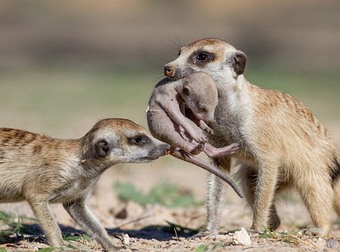 These Photos Of A Meerkat Family Protecting Their Pups Are Awwww Inspiring.