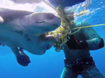 These Divers Almost Passed Right By Floating Debris. Til They Looked Closer… Unbelievable.