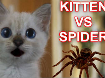 This Cute Kitten Takes On a Gigantic Spooky Spider in a Halloween Showdown.