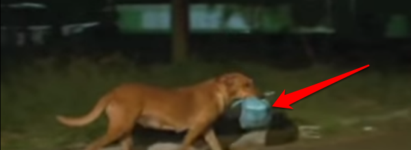 Watch This Hero Dog Endure A Lengthy Journey To Feed Neighboring Animals.