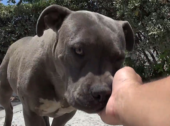 This Homeless Dog Needed Help Getting Off The Streets. Luckily, She Found It.