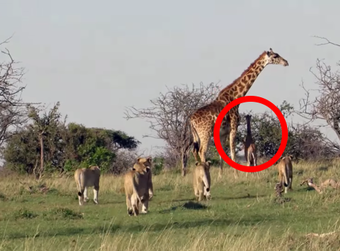 A Brave Giraffe Protects Her Calf From Bloodthirsty Lions.