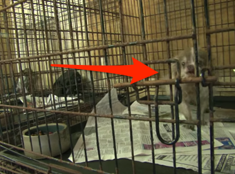 This Abused Dog Lived A Terrible Life In A Rusty Cage. Then Everything Changed.