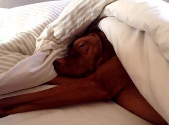 Even This Awesome Dog Hates Mornings. See What He Does When The Alarm Rings…