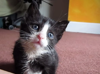 Girl Sings To An Adorable Kitten Fighting To Stay Awake: Cutest. Thing. Ever.