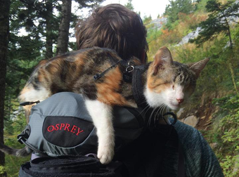 This Cute Cat May Be Blind, But She Still Has Her Sense Of Adventure.