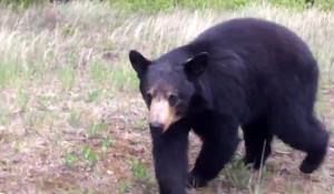 Two Men Out On A Hike Have The Most Intense Bear Encounter I’ve Ever Seen. WHOA.