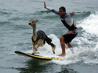 If You’re Afraid Of Learning to Surf, Get Inspired By These Animals.