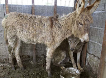 Villagers Threw This Donkey Into A Pen With A Wolf. Something Amazing Happened.