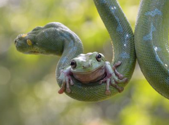 A Python And This Frog Are The Strangest, But Most Adorable, Friends.