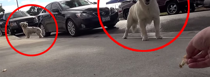 Two Inseparable Dogs Get Rescued From A Harsh Life On The Streets Of LA.
