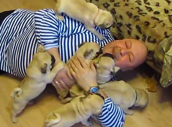 Getting Hugged By A Bunch Of Pug Puppies Must Be Pure Happiness. Aww.