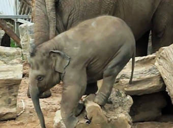 This Video Of Clumsy Baby Elephants Is Sure To Put A Smile On Your Face.