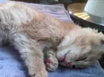 A Cute Kitten Nearly Froze To Death Before Experiencing This Loving Rescue