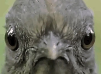 You’ll Never Believe The Sounds That Come Out Of This Bird’s Mouth.