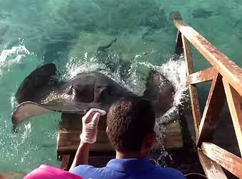 A Hungry Stingray Leaps Out Of Water And Climbs A Ramp For A Tasty Treat.