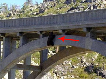 Think You’re Having A Bad Day? Just Be Thankful You’re Not This Bear Stuck On A Bridge.