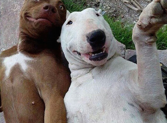 These Animal Selfies Are Better Than Your Profile Picture And You Know It!