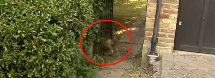 Watch This Man Help Reunite This Adorable Fawn With His Mother. SO CUTE.