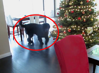Baby Plays The Most Adorable Game Of Hide And Seek With His Furry Best Friend.