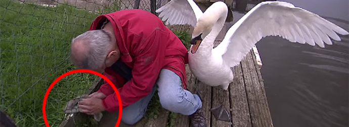 Baby Swan Stuck In A Fence Gets Rescued, But Not Before Daddy Causes A Scene.