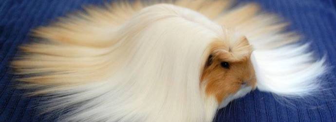 15 Furry Animals Who Will Give You Serious Hair Envy. They Are Gorgeous.