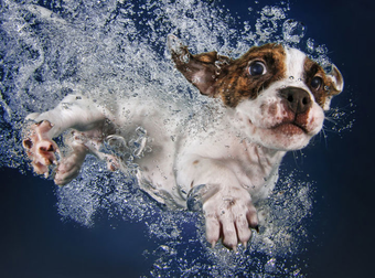 Strange Photos Of Puppies Underwater Are Absolutely Adorable. I Gotta See More.