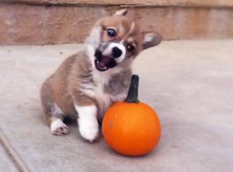 This Little Dog’s Reaction to Seeing a Pumpkin For the Very First Time is Epic.