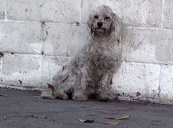 Homeless Poodle Smothers Her Rescuer With Kisses And Brings Her To Tears