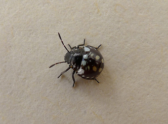 Turns Out There’s A Much Smarter Way Of Keeping Bugs Out Of Your House. Does This Really Work?