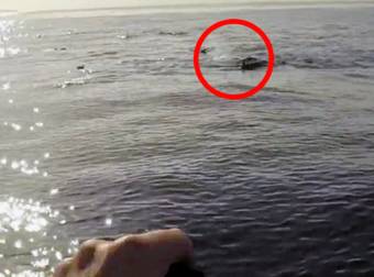 While Out at Sea, This Paddle Boarder Got a Wild and Wonderful Surprise.