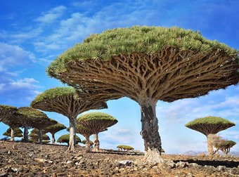 These Are The Most Insanely Beautiful Trees From All Over The World. I Am In Awe.