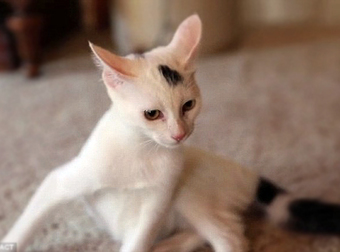 A Disabled Kitten Was Rescued From The Streets And Underwent An Amazing Transformation.