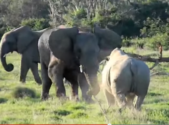 You’ll Never Believe What This Elephant Used To Defend Her Family.