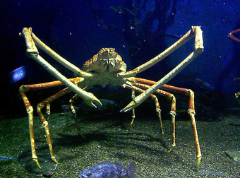 The Incredible NOPES Of The Deep Sea… UGH, No Thank You.