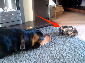 This Big, Lovable Dog Just Wants This Tiny Kitten To Play With Him. D’awww…