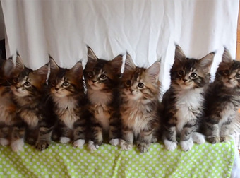 It Must Have Taken Months Of Practice To Train These Kittens To Do This. SO CUTE.