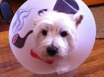 Doggie Cones Don’t Have To Be Boring, Just Look What These Owners Did.
