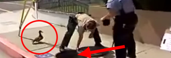 This Duck Was Quacking Like Crazy. Then A Police Officer Came Along… Watch This.