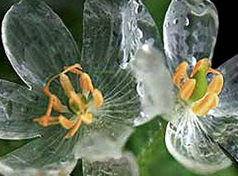 This Incredible Flower Becomes Transparent In The Rain