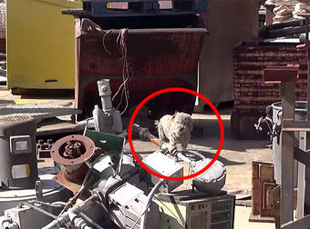 Two Homeless Dogs Living In A Junkyard Get Rescued And Immediately Shown Love.