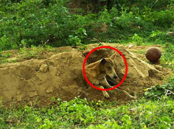 This Dog Loyally Stuck By His Owner’s Side, Even In Death.