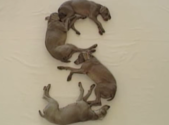 Not Only Are These Dogs Adorable, But They Apparently Know Our Alphabet.