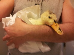 He Found A Severely Wounded Duck In His Backyard. What He Did Will Melt Your Heart.
