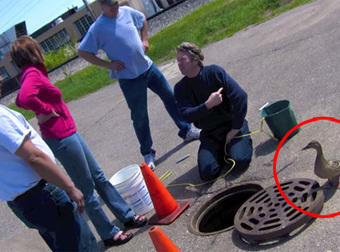 This Guy Rescued 12 Ducklings From A Manhole And Still Had Enough Time To Melt My Heart.