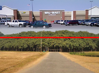 In India, There Is A Gigantic Tree That Is Bigger Than A Walmart Store.