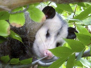 This Man Tried To Slap A Possum. I Knew It Would End Badly, But OMG… He Got Owned.