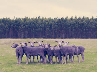 This Flock Of Sheep Is Very Real, Even Though It Looks Like A Hallucination.