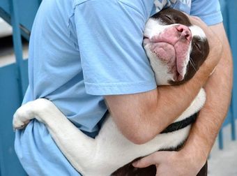 These Dogs Know The Power In Just Hugging It Out. Awwww-some!